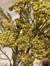 Load image into Gallery viewer, Golden Rod sprays