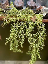 Load image into Gallery viewer, Greenery Pepper Petals